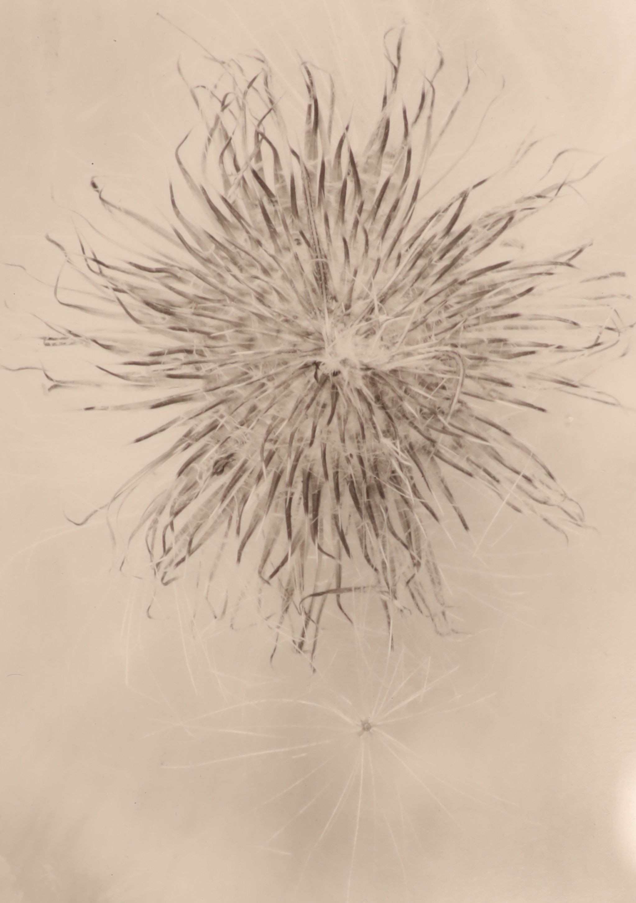 John Blakemore (1936-), five black and white photographs from The Thistle Series, largest 27 x 21cm